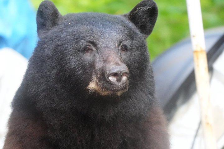 アラスカ野生動物の滝ツアー