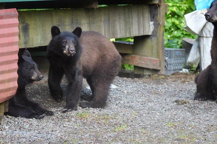 アラスカ野生動物の滝ツアー