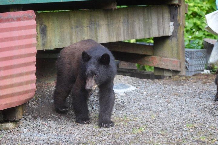 アラスカ野生動物の滝ツアー
