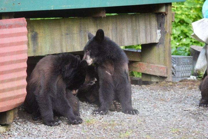 アラスカ野生動物の滝ツアー