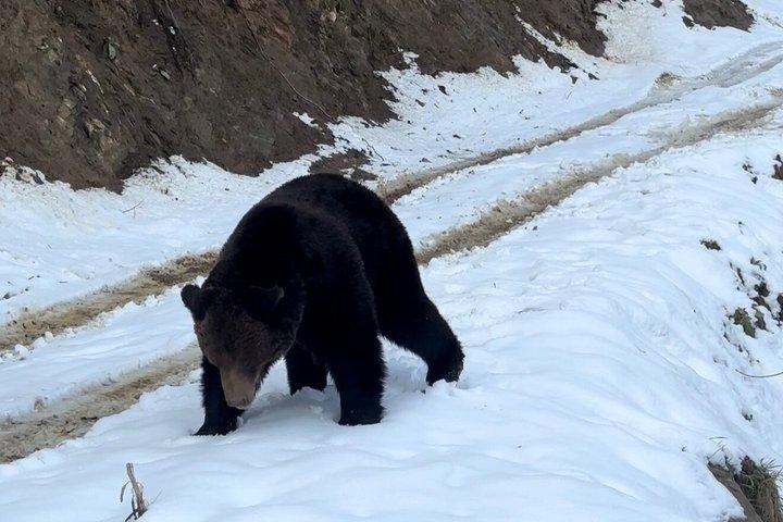 ブラソフでクマウォッチング: 隠れ家から野生のクマを観察する(100%)