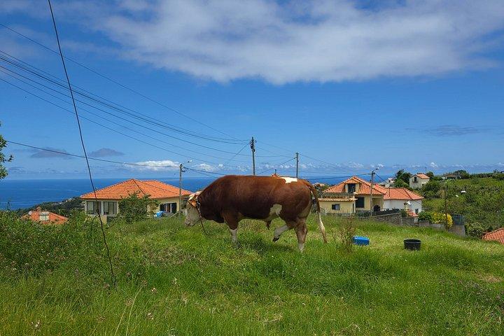 ラム酒テイスティング付きマデイラ東島ツアー