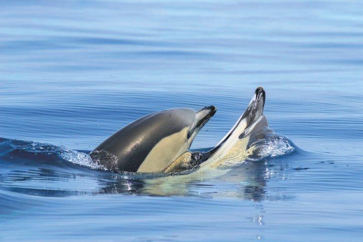 Lagos: Dolphins & Benagil Caves - Catamaran with Marine Biologist