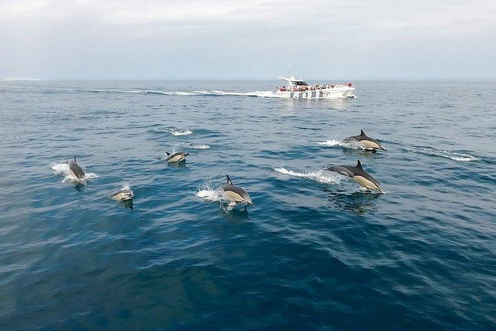 ラゴス島：イルカ＆ベナギル洞窟-カタマランと海洋生物学者