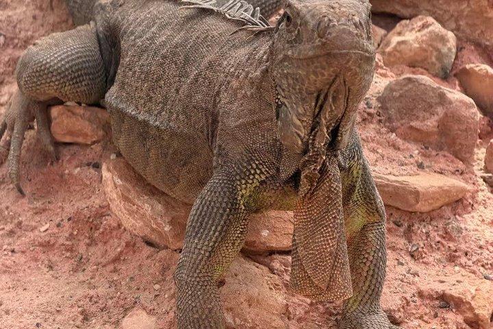 アガディール3 - イン - 1ツアー : ヤギの木スーク・エルはクロコパルクのチケットを持っていた