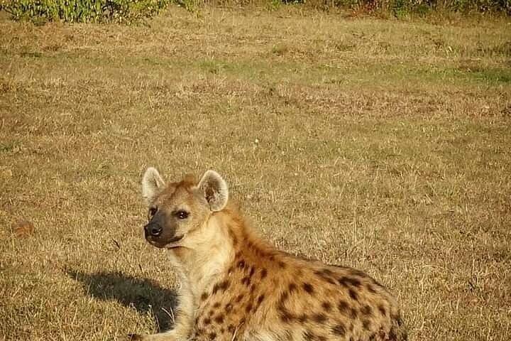 ケニアとタンザニアのサファリ野生動物の渡り14日間