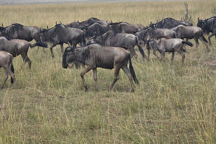 ケニアとタンザニアのサファリ野生動物の渡り14日間