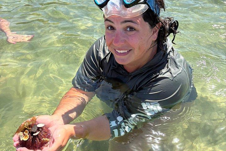 Private Dolphin and Shell Island Excursion