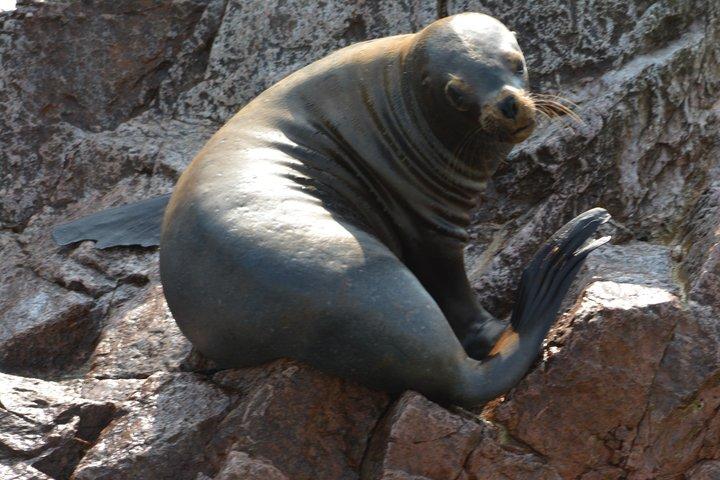 パラカス発、バジェスタス諸島と国立保護区へのツアー