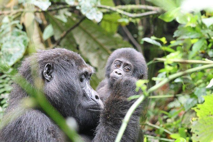 1 Day Gorilla Trekking in Rwanda Encounter Mountain Gorillas