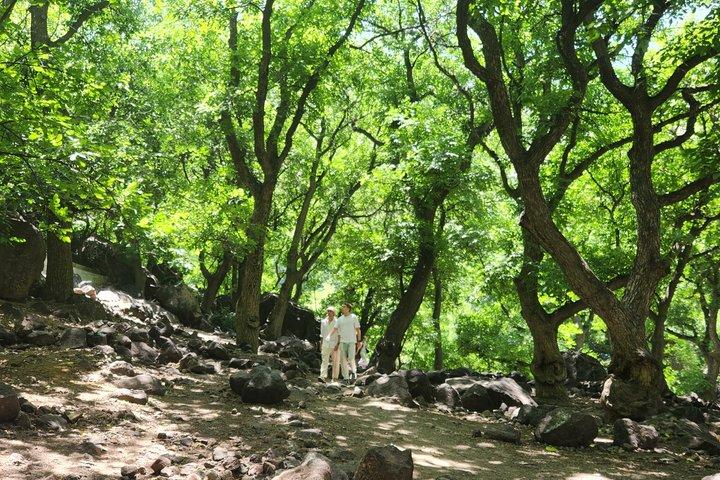 Fra Marrakech: Atlas Mountains hal dag i naturen sted