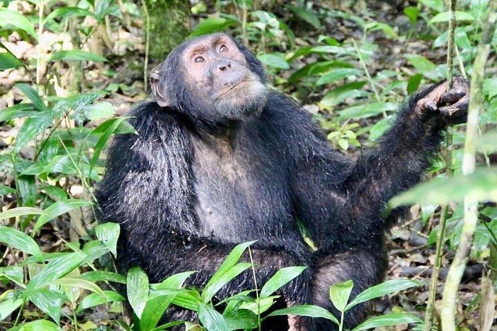 3 Day Nyungwe Forest Adventure Canopy Walk and Chimp Trekking
