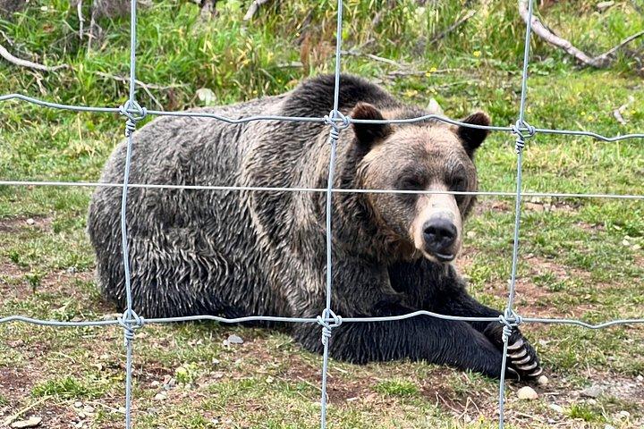 ワイルド・ウィスラー・アドベンチャーでのATVスリルまたはベア・ビューイング