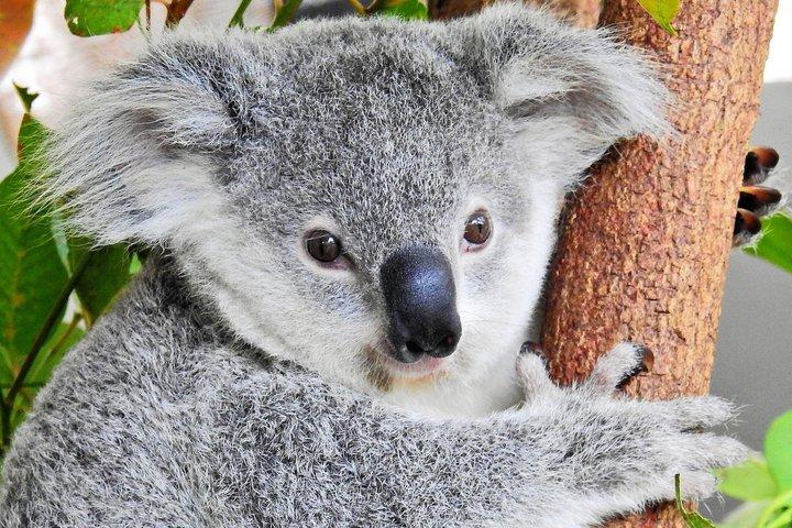 Kuranda Wildlife Experience Deluxe Pass mit mehreren Attraktionen