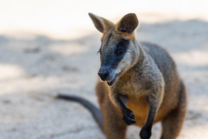 Algemeen toegangsbewijs voor Kuranda Koala Gardens