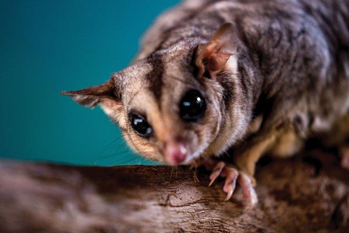 Algemeen toegangsbewijs voor Kuranda Koala Gardens
