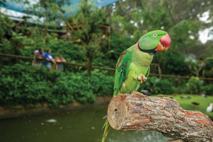 Entradas a Kuranda Koala Gardens y Birdworld