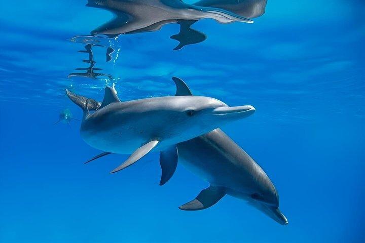 Hoteller i nærheden af Premium VIP Dolphin House Snorkeling Adventure & Lunch