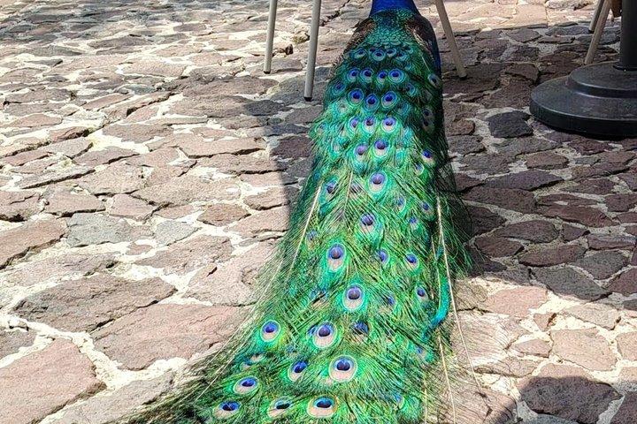 フリーダ・カーロ・ディエゴ・リベラ・ショチミルコ文化体験