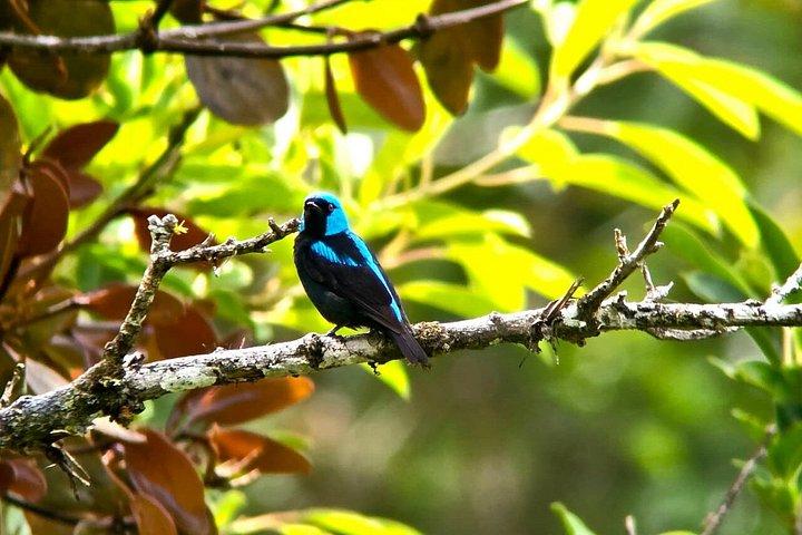 Explore the Cloud Forest with Local Guide + HD Scope&Binoculars