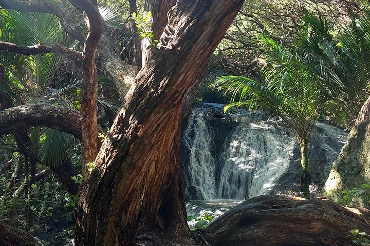 Visite guidée de 6 heures à Auckland