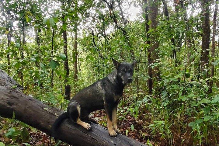 Wild Adventures: Doi Saket Hidden Jungle Trek & Waterfall