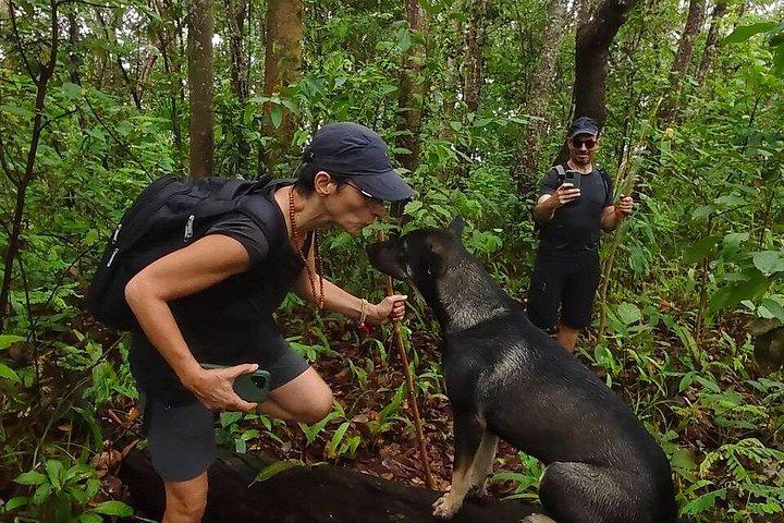 Wild Adventures: Doi Saket Hidden Jungle Trek & Waterfall