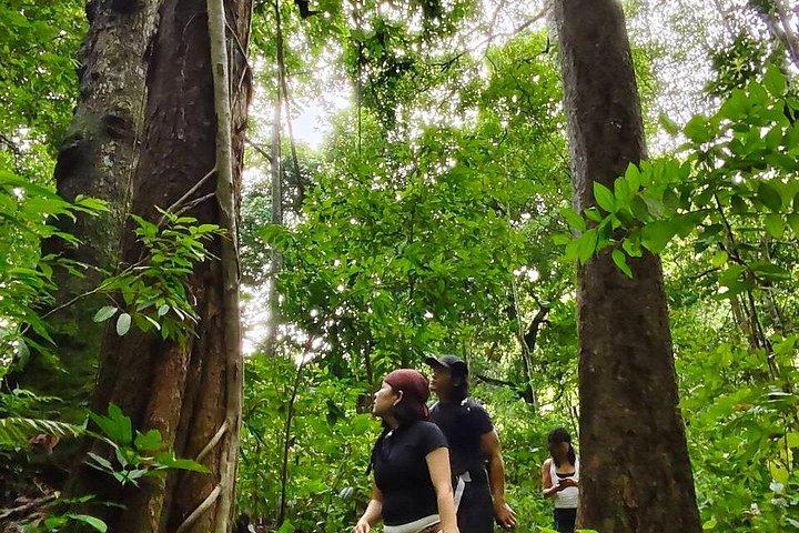 Wild Adventures: Doi Saket Hidden Jungle Trek & Waterfall