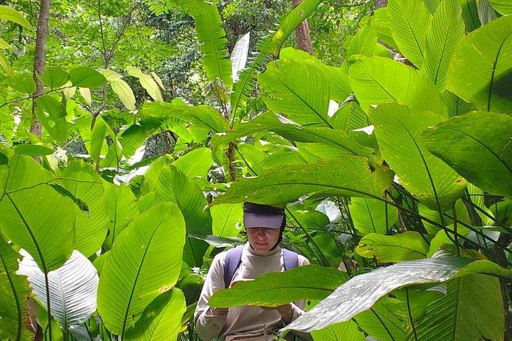 Wild Adventures: Doi Saket Hidden Jungle Trek & Waterfall