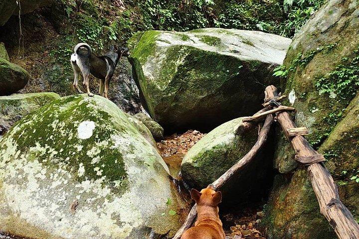 Wild Adventures: Doi Saket Hidden Jungle Trek & Waterfall