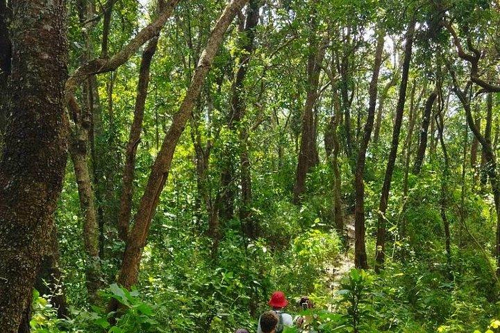 Wild Adventures: Doi Saket Hidden Jungle Trek & Waterfall