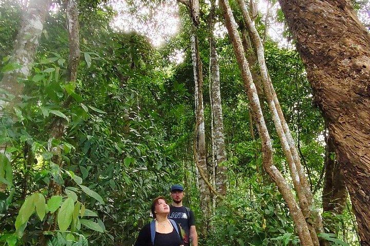 Wild Adventures: Doi Saket Hidden Jungle Trek & Waterfall