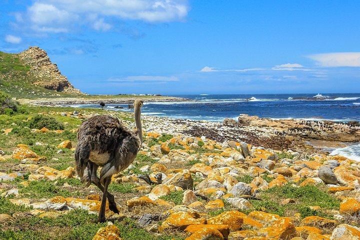 半日ボルダー ペンギンとケープ ポイント小グループ ツアー