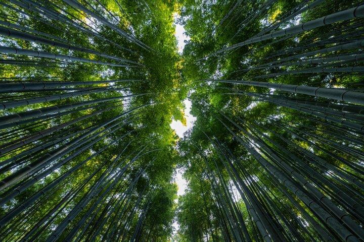 Excursión privada de un día a Kyoto Nara con guía y vehículo