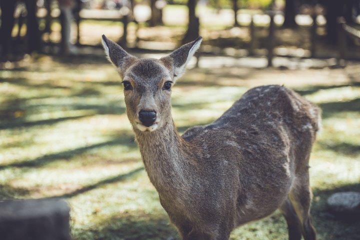 Excursión privada de un día a Kyoto Nara con guía y vehículo