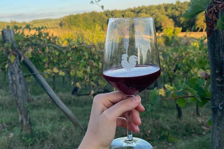 Vineyard Tour and Wine Tasting in Chianti Classico