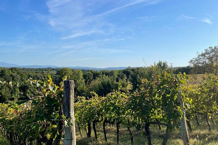 Vineyard Tour and Wine Tasting in Chianti Classico