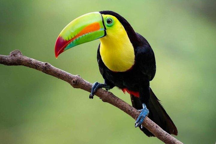 Avventura di safari naturalistico a Palo Verde Osservazione dei bradipi e