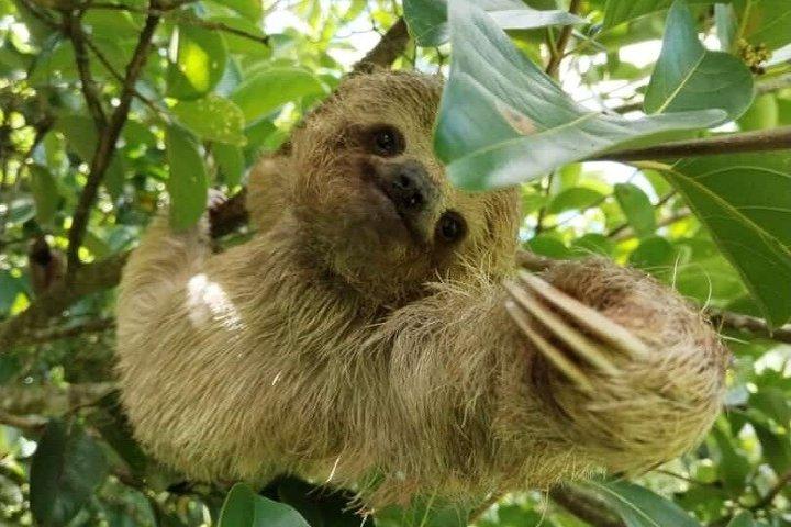 Avventura di safari naturalistico a Palo Verde Osservazione dei bradipi e