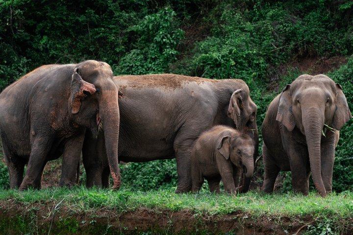 Reservatório de elefantes de Chiang Mai, rafting de bambu e excursão por cachoeiras