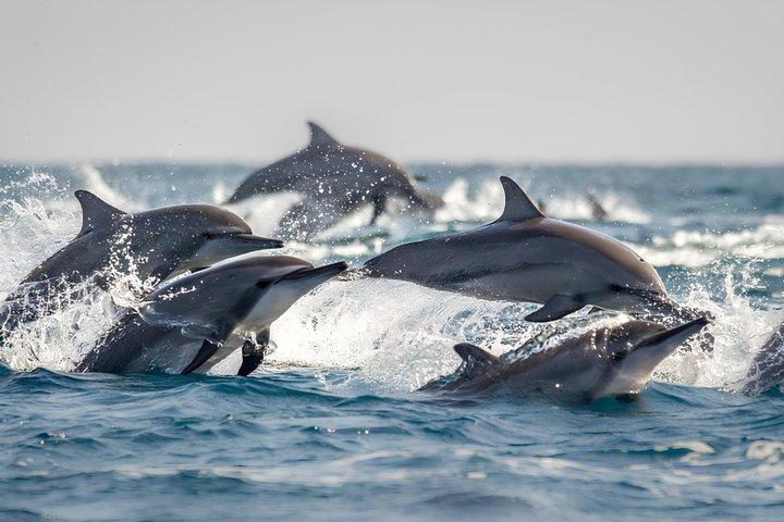 Whale, Dolphins Watching Adventure in Nilaveli