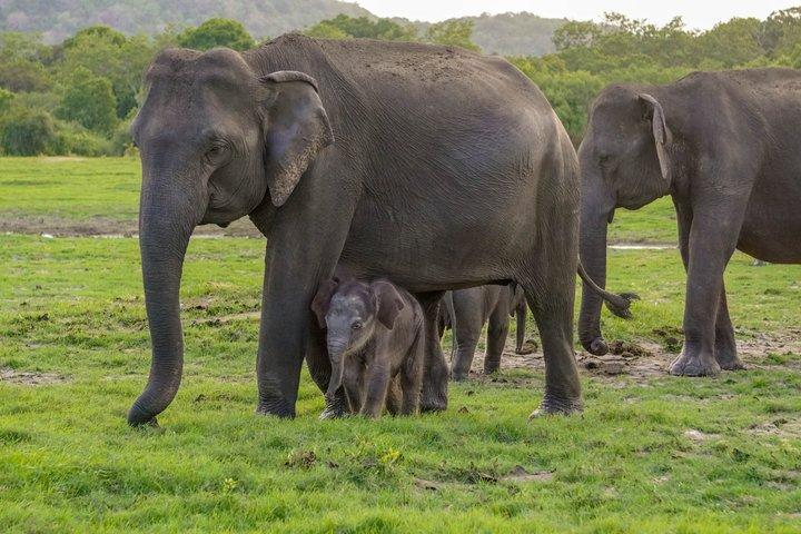 Minneriya Luxus Safari Morgen Vögel oder Nachmittag Herden