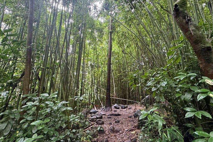 マノア滝 - 電動自転車でのハイキング体験 地元の食事込み
