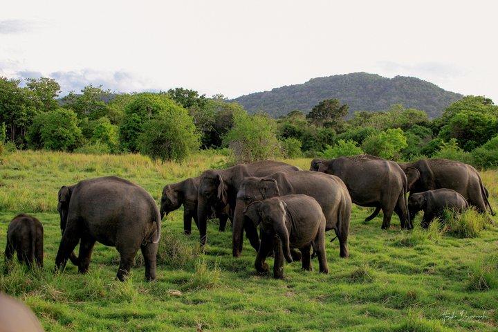 Mineriya Nationalpark Privat Jeep Safari med Ekspert Vejleder