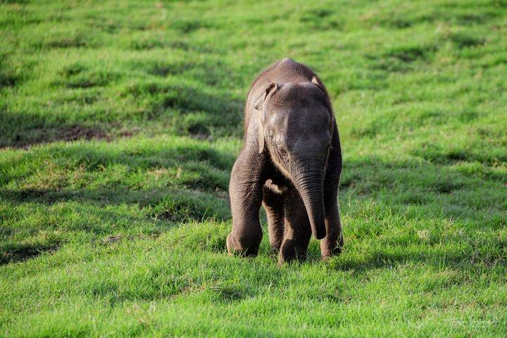 Mineriya Nationalpark Privat Jeep Safari med Ekspert Vejleder