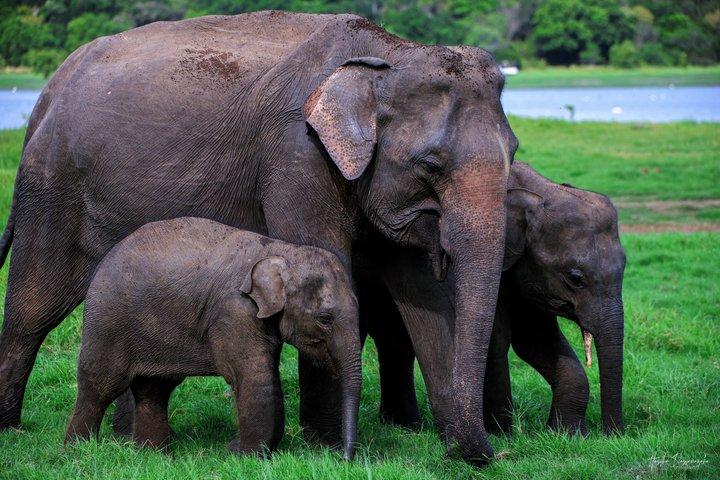 ミネリヤ国立公園半日プライベートサファリ(エキスパートガイド付き)