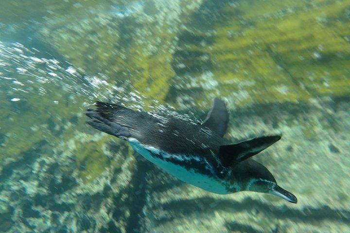 Hele dag snorkelen op Pinzon Island en Santa Cruz Landing