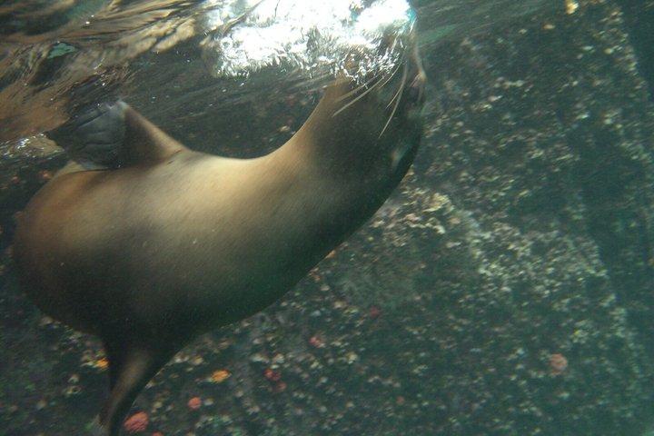 Hele dag snorkelen op Pinzon Island en Santa Cruz Landing
