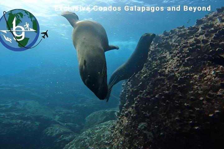 Hele dag snorkelen op Pinzon Island en Santa Cruz Landing