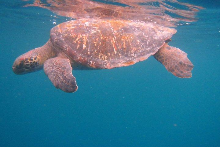 Hele dag snorkelen op Pinzon Island en Santa Cruz Landing